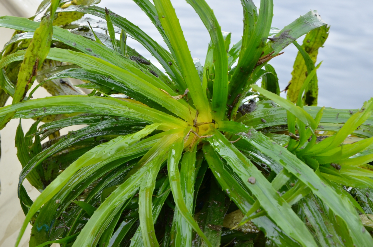 Eksperci twierdzą, iż inwazyjna roślina w jeziorze Simcoe może ranić pływaków