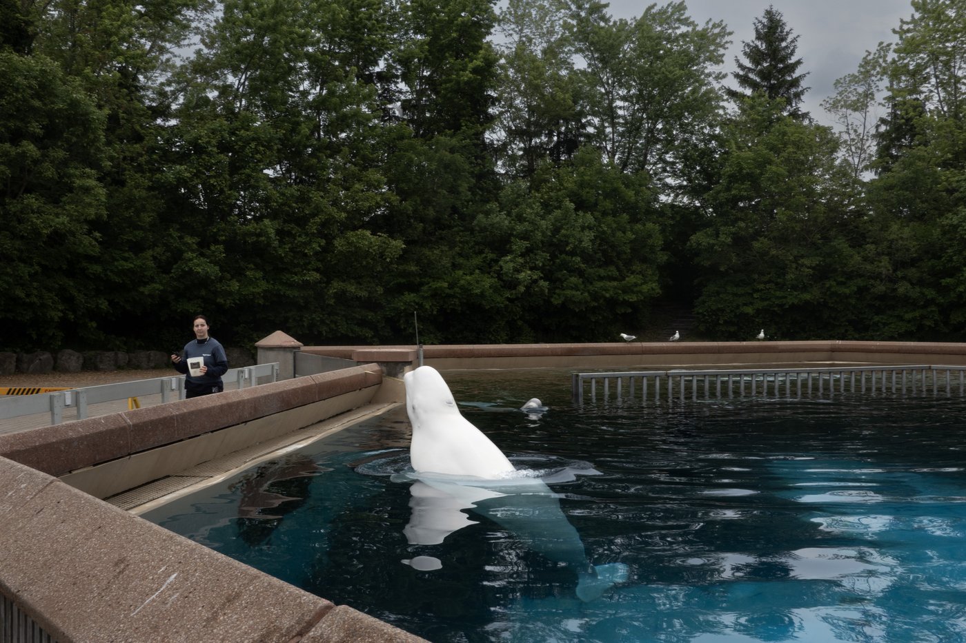 Doug Ford o Marineland: „To po prostu straszne”