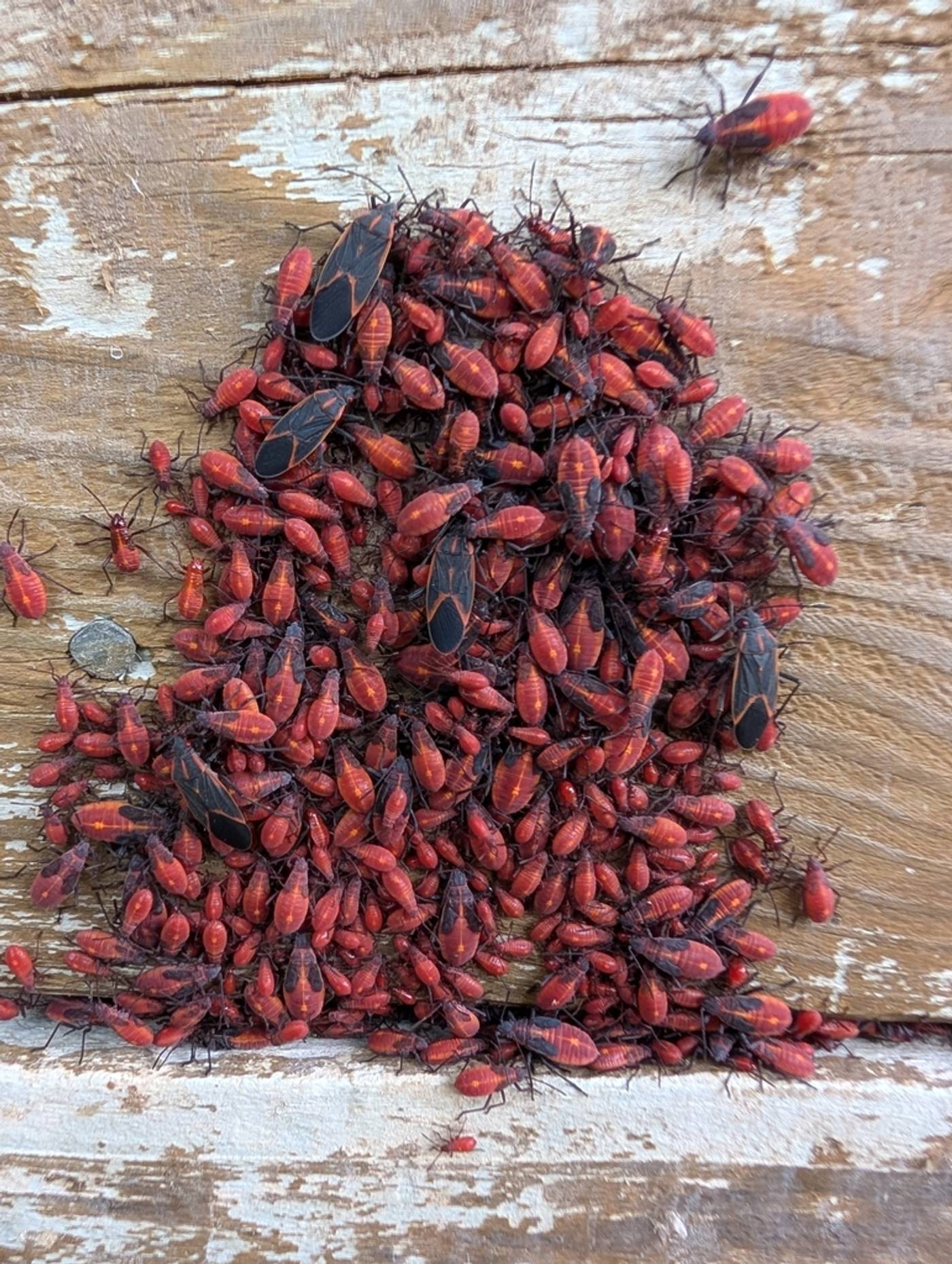 Inwazja pluskwiaków klonolistnych w Ontario. Jak chronić dom?