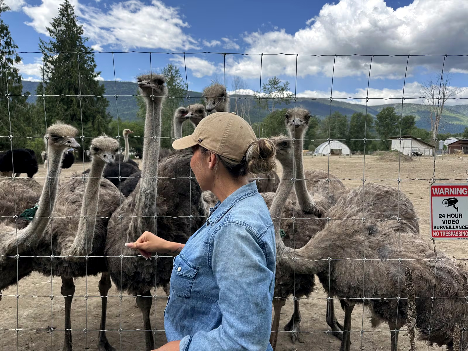 Na ratunek chorym strusiom z Kolumbii Brytyjskiej