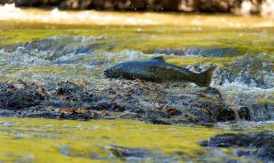 „Kilka świetnych punktów widokowych”: Mississauga to idealne miejsce do obserwacji jesiennej wędrówki łososi w górę rzeki Credit