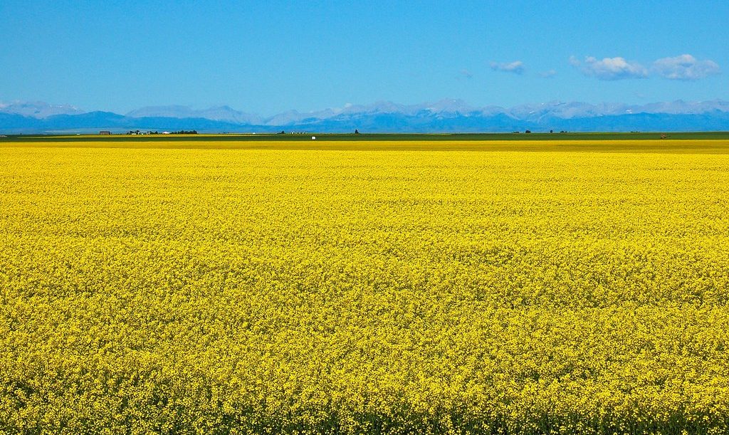 Premier Carney zapowiedział wsparcie 370 mln dolarów dla sektora rzepakowego