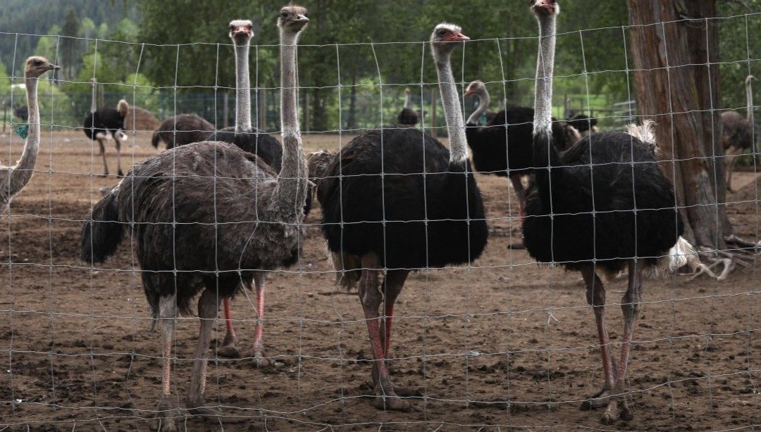 Kanadyjski Sąd Najwyższy zablokował egzekucję strusi z Kolumbii Brytyjskiej