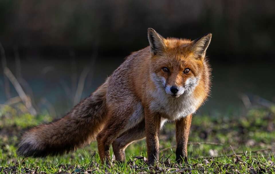 Tysiące Włochów odciętych od internetu – winny zagubiony lis