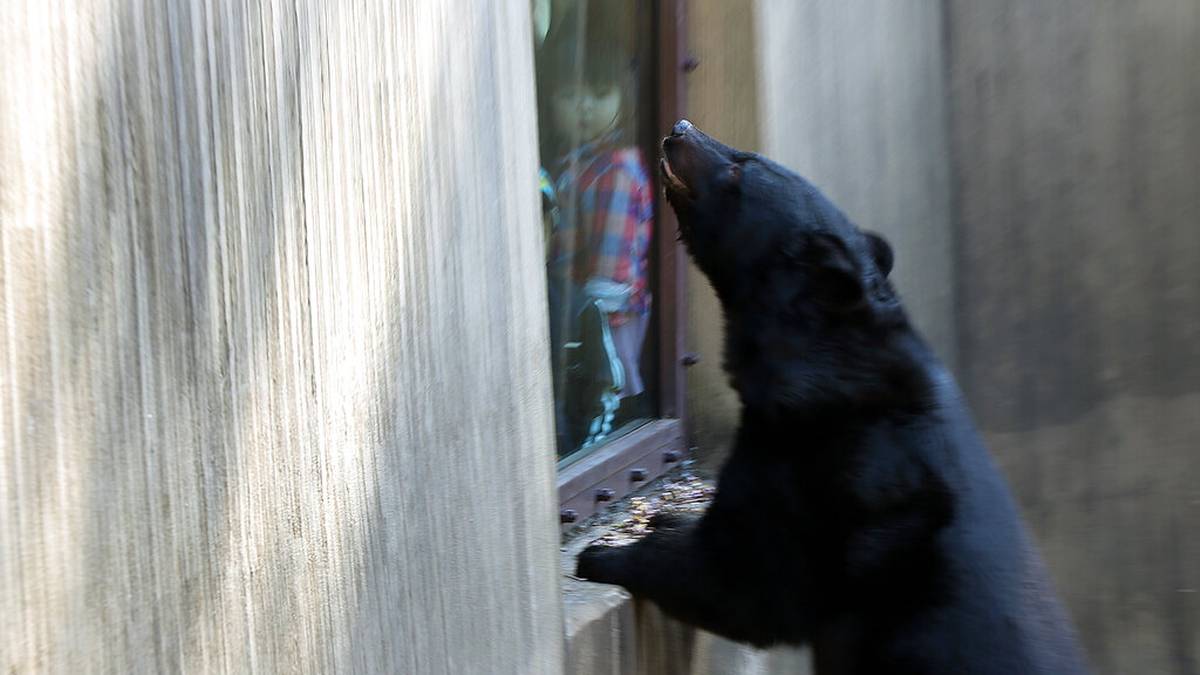 Japończycy mają problem z niedźwiedziami. Rozważana jest interwencja wojska