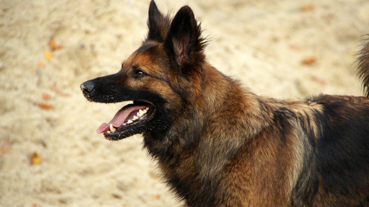 Psy zagryzły człowieka. Właścicielowi grozi dożywocie