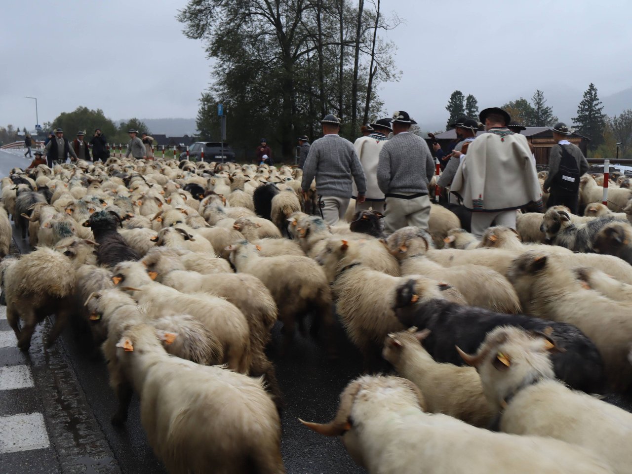 Wielki redyk w Zakopanem. Owce wracają do domów, bacowie kończą sezon