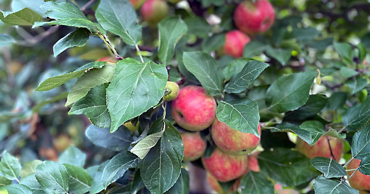 W sadach w Ontario rośnie fala kradzieży jabłek. Rolnicy liczą straty i apelują o uczciwość