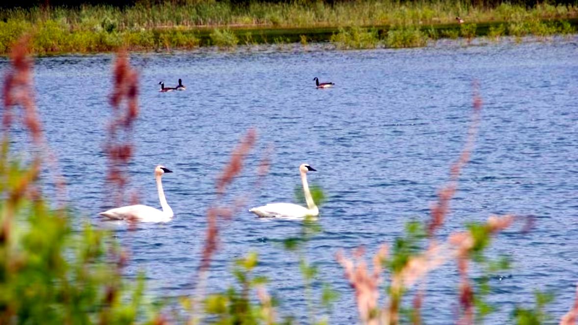 Caledon: mieszkańcy walczą o staw i czystą wodę