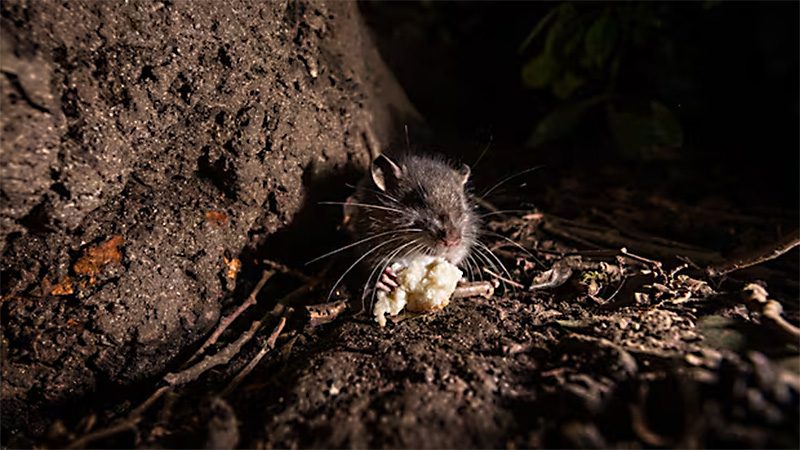 Plaga szczurów w Leaside. Mieszkańcy oskarżają sąsiadkę o ich dokarmianie