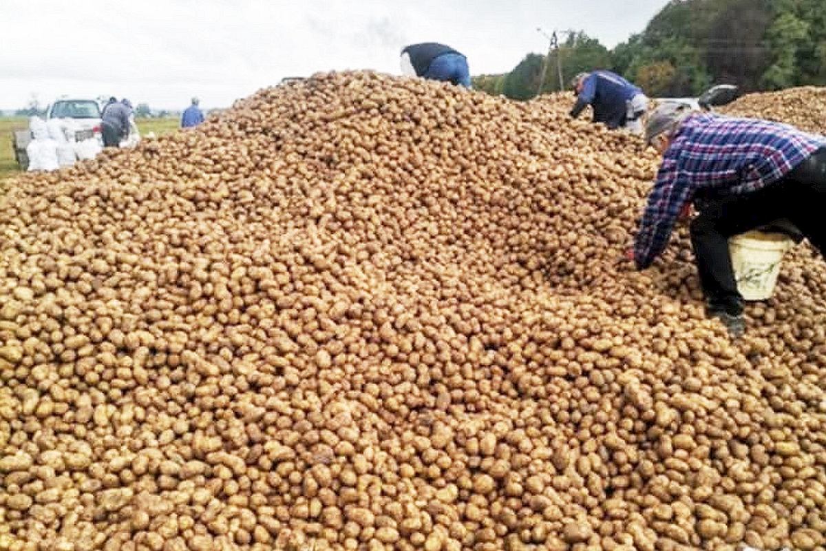 Rolnik ofiarą fake newsa. 150 ton ziemniaków zniknęło z pola