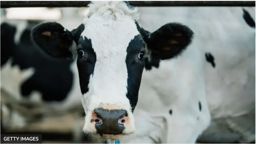 Ceny mięsa osiągnęły rekordowy poziom, podczas gdy ceny cukru i nabiału spadły