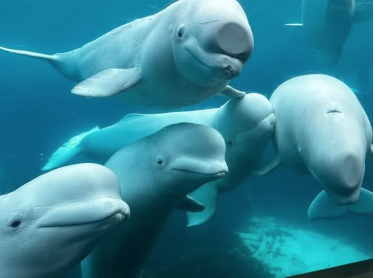 Marineland informuje rząd, iż jeżeli nie uda się ich przenieść, bieługi zostaną zabite