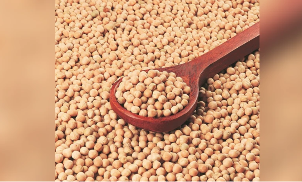 Kanada traci rynki zbytu. Indie nakładają 30% cła na groch, Chiny nałożyły 100%