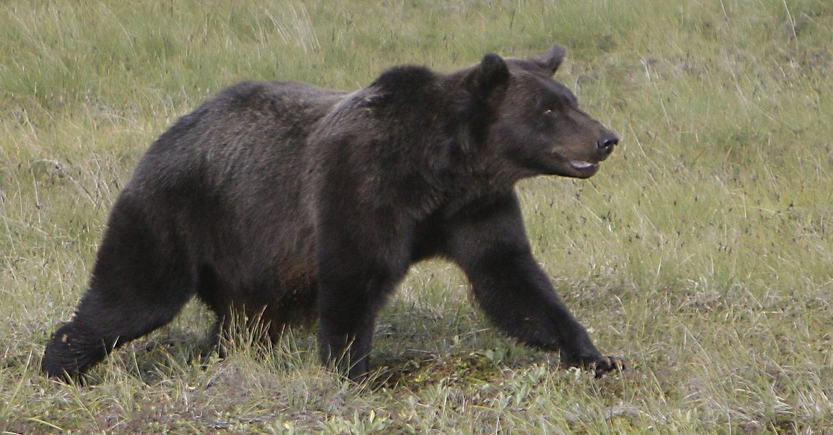 Atak grizzly na uczniów. Cztery osoby ciężko ranne
