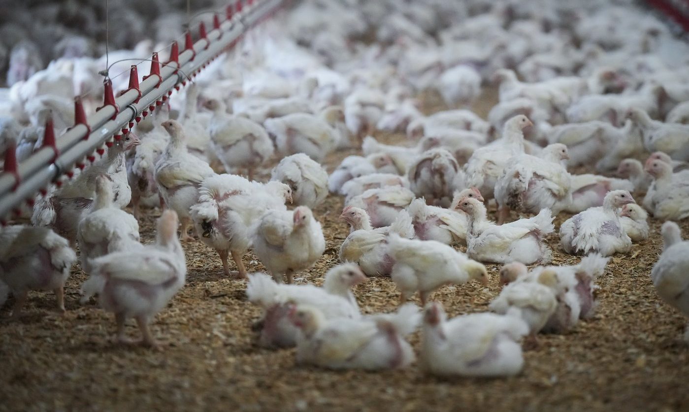 Drób drożeje. Ptasia grypa pustoszy kanadyjskie sklepy