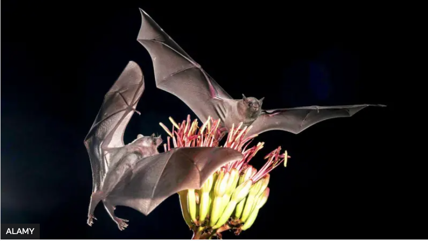 Portal Polaków w Kanadzie