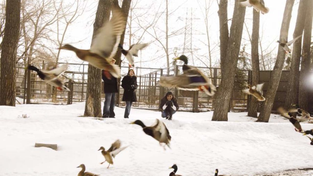 Portal Polaków w Kanadzie