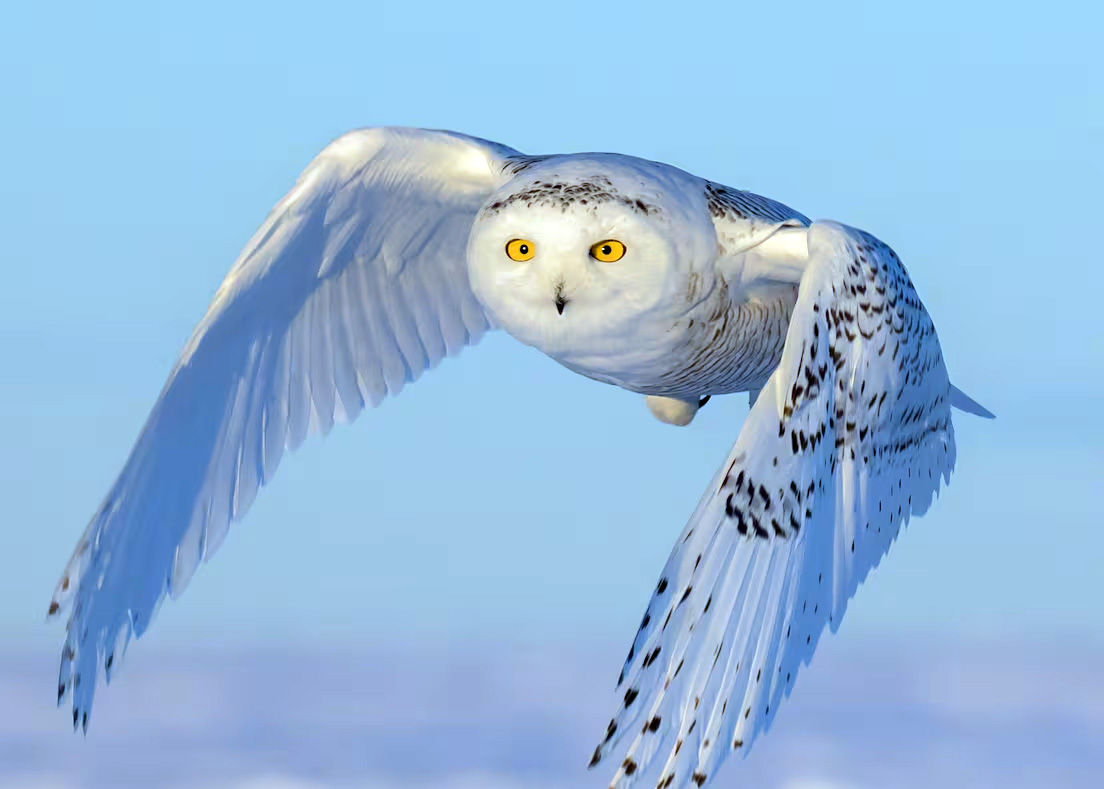 Rzadki gość z Arktyki coraz bliżej. Sowy śnieżne wracają na południe