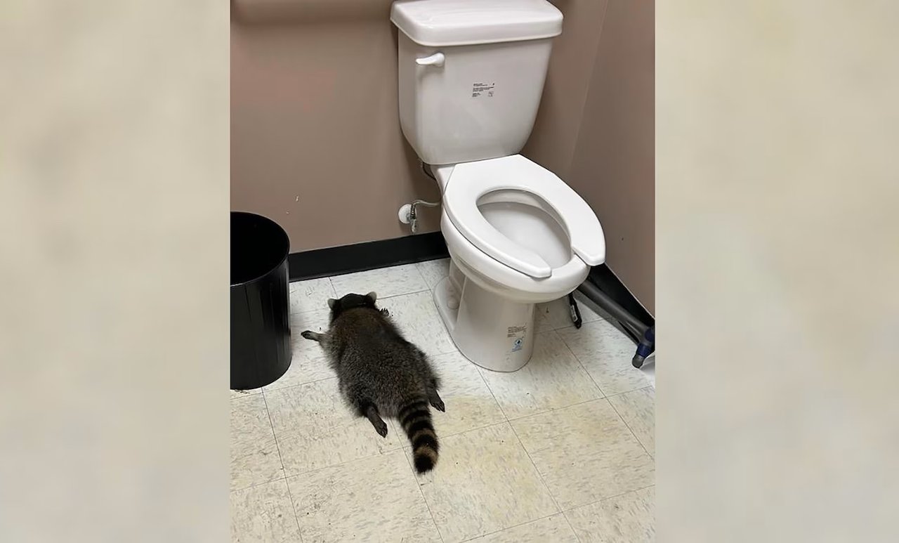 Szop włamał się do sklepu monopolowego i upił na umór