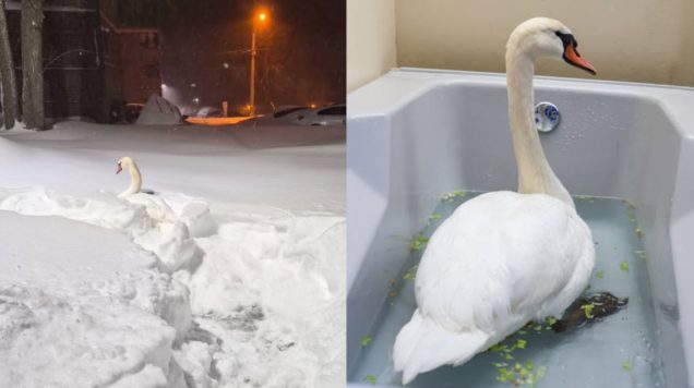 Łabędź przegrał ze śniegiem, ale wygrał z losem