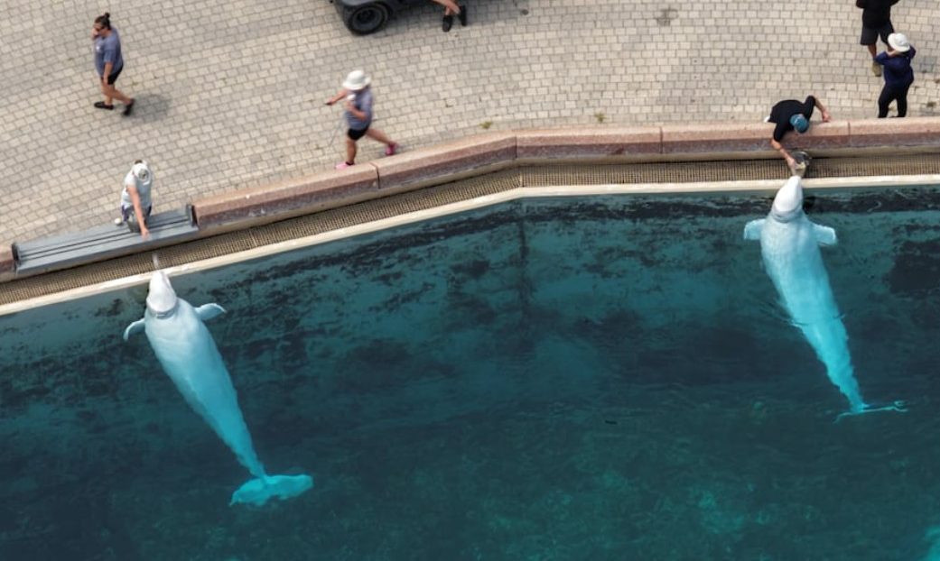 Marineland ponownie grozi eutanazją 30 delfinów