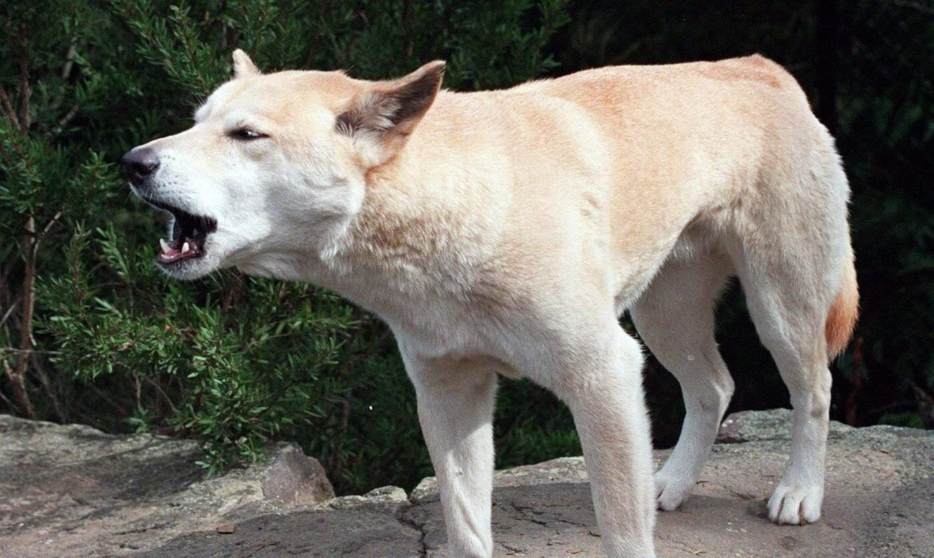 Kanadyjka została zjedzona przez psy Dingo w Australii