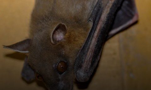 Co trzeba wiedzieć o wirusie Nipah