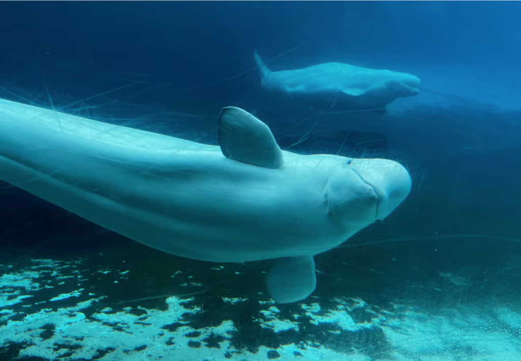 Białuchy z Marinland mogą trafić do USA