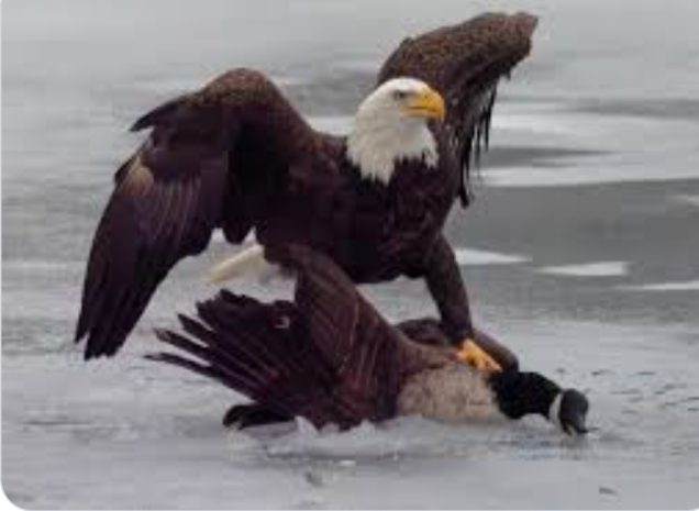 Amerykańskie złoto w hokeju: Amerykański orzeł dusi kanadyjską gęś