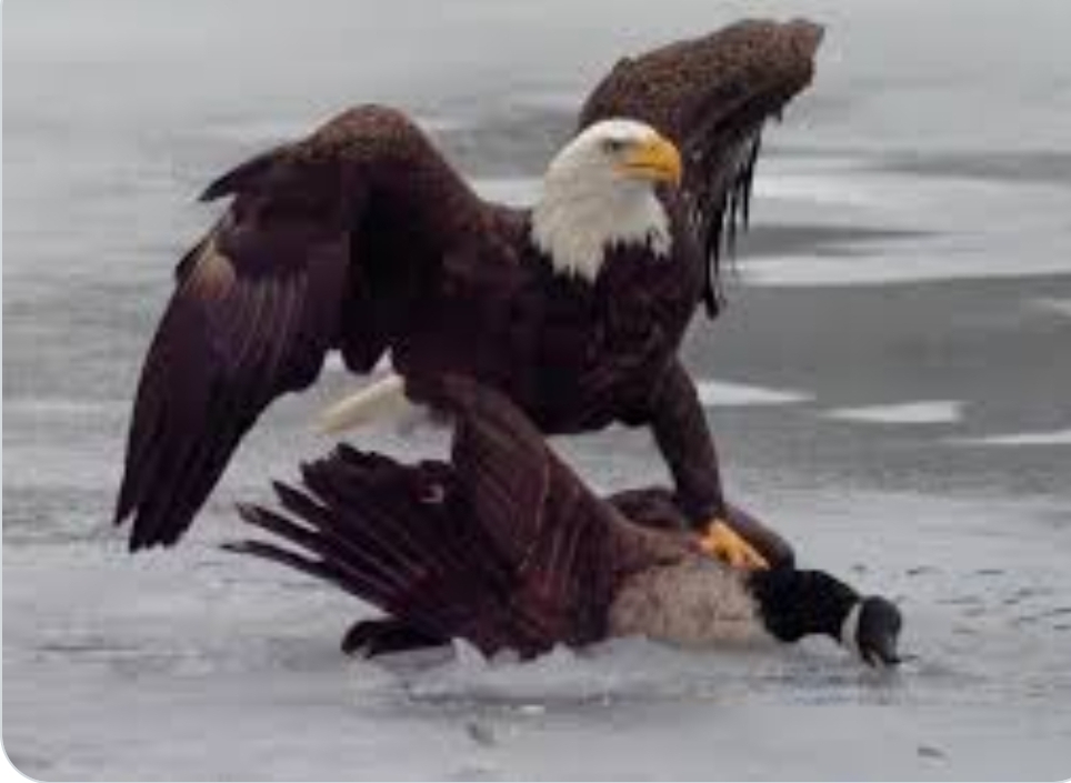 Amerykańskie złoto w hokeju: Amerykański orzeł dusi kanadyjską gęś