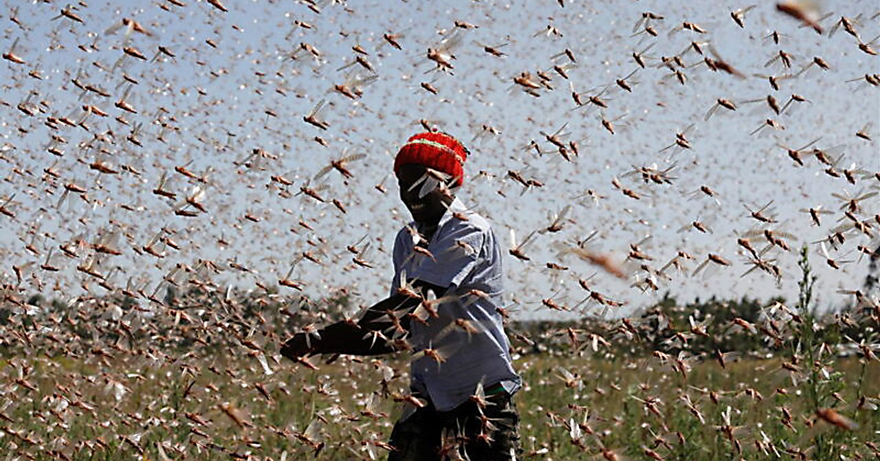 Na Wyspach Kanaryjskich niebo zasnuły roje szarańczy
