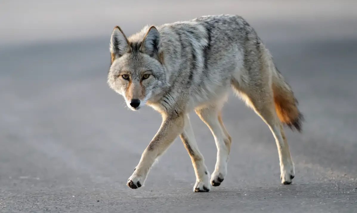 Coraz więcej incydentów z kojotami. Mieszkańcy apelują o działania