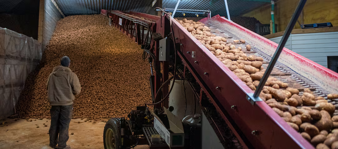 Kanadyjskie ziemniaki mogą niedługo trafić do Meksyku