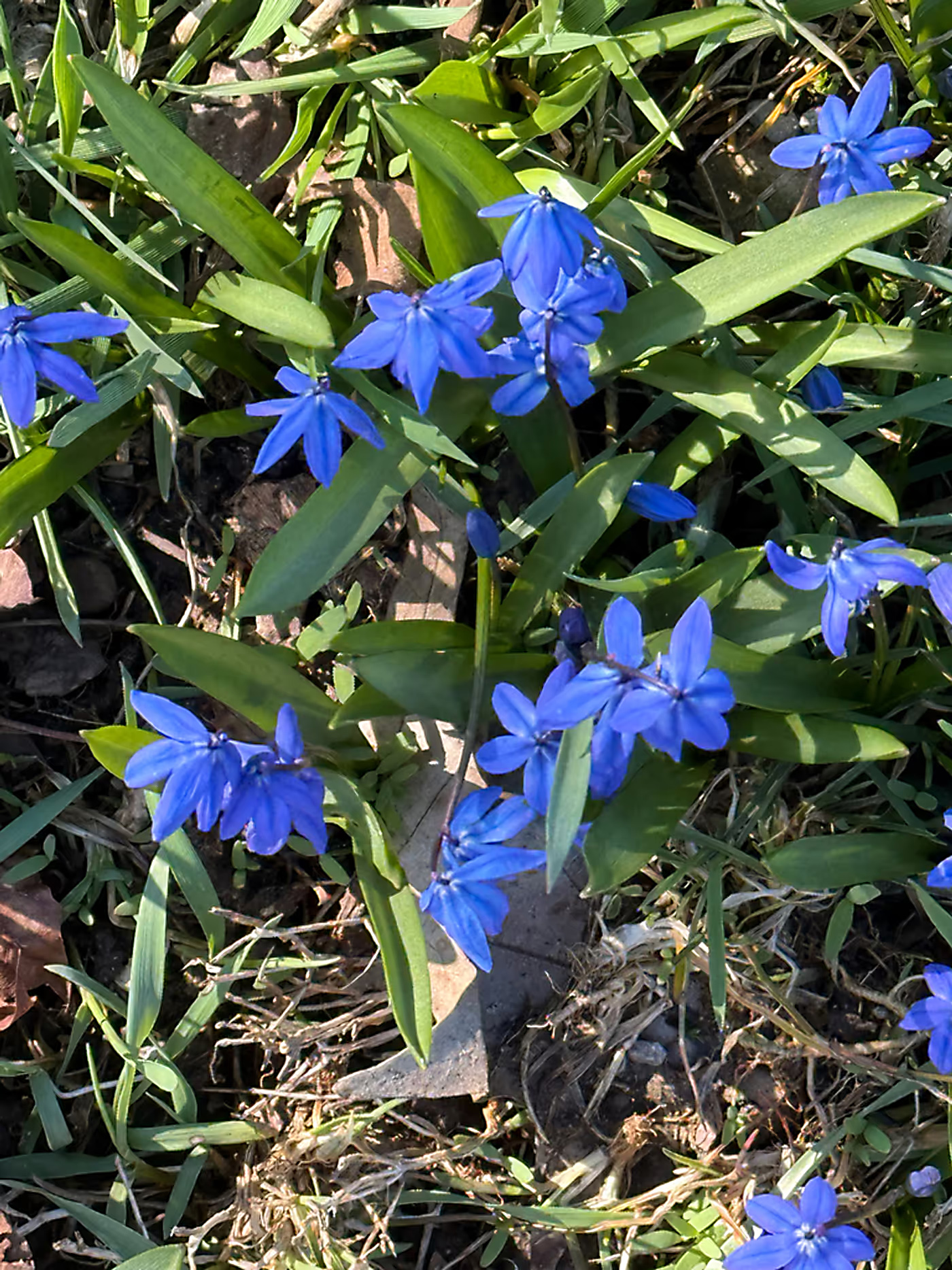 Toksyczna roślina inwazyjna może zaszkodzić Tobie i Twoim zwierzętom domowym