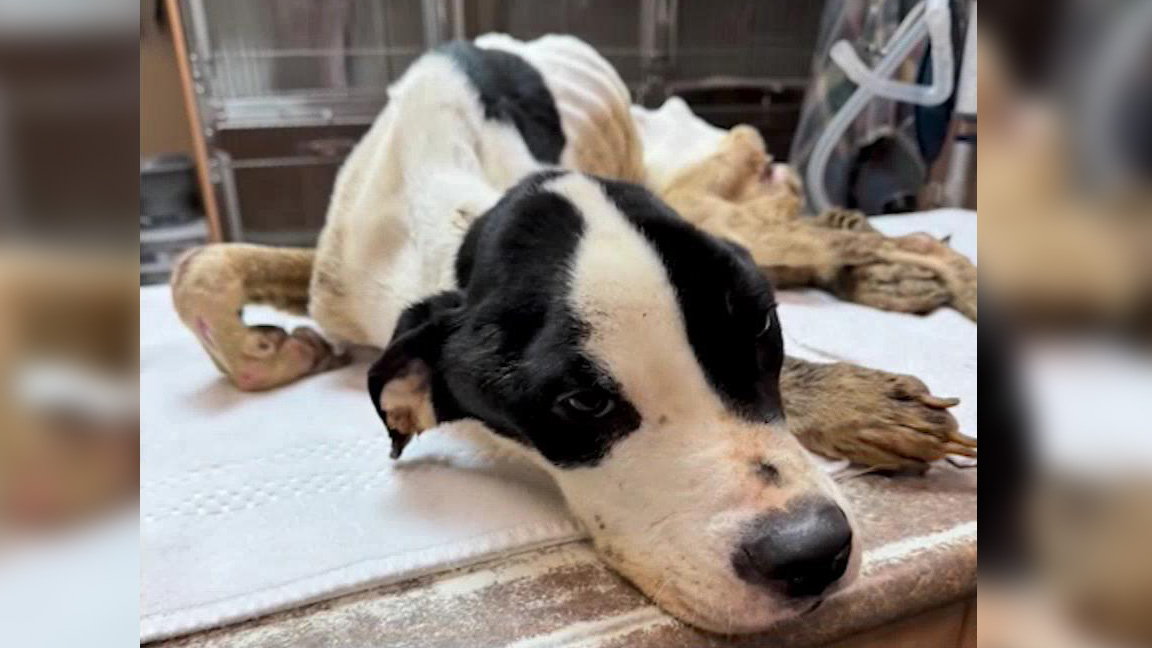 Porzucony pies w dramatycznym stanie