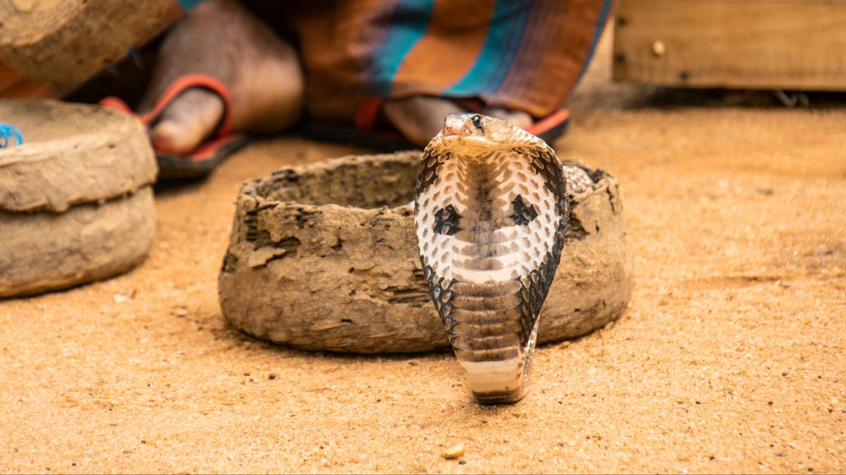 Śmiertelnie niebezpieczna atrakcja w egipskim hotelu