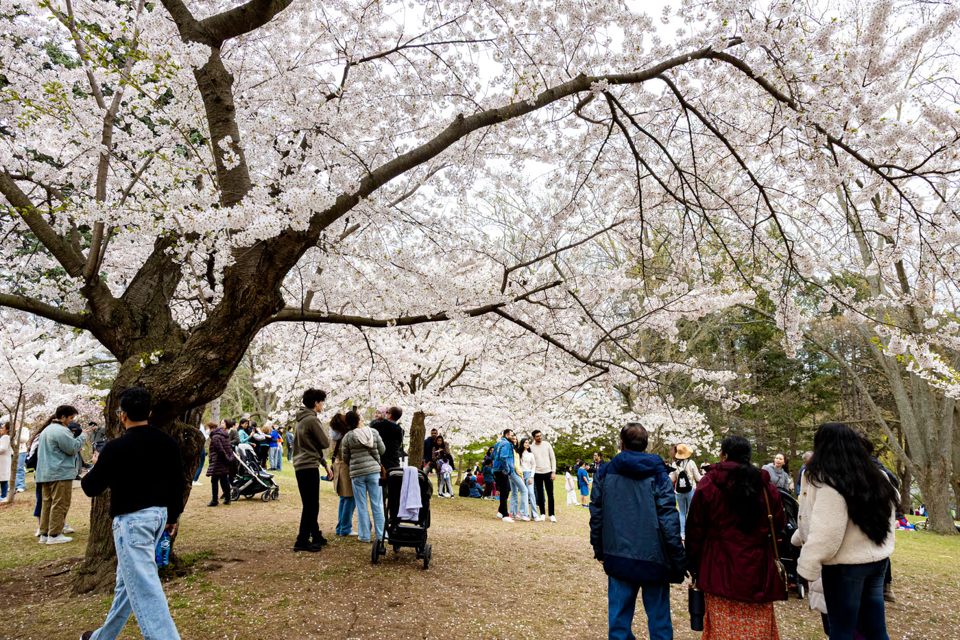 High Park szykuje się na kwitnienie wiśni
