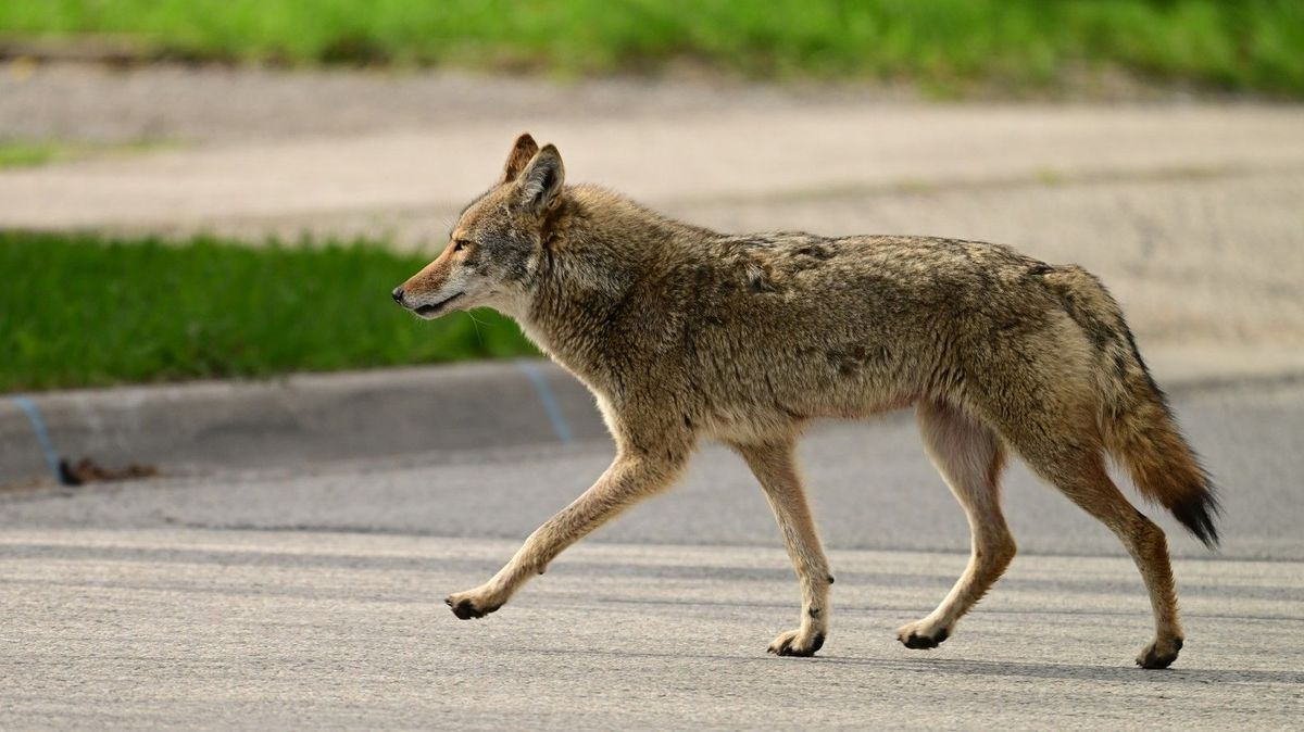 Drugie dziecko trafiło do szpitala po ataku kojota