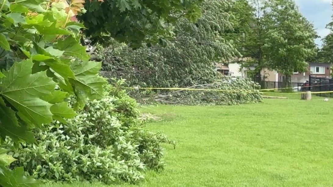 Spadający konar drzewa przywalił chłopca w Oshawie