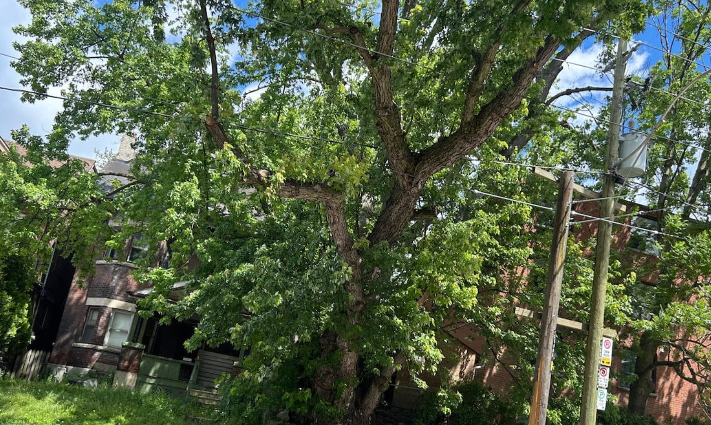 Mieszkańcy Parkdale walczą o uratowanie 150-letniego drzewa zagrożonego nową inwestycją
