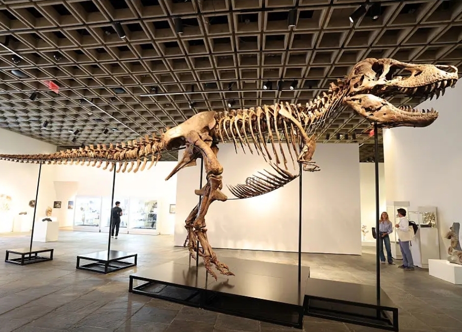 Sprzedali dinozaura za 50 milionów dolarów