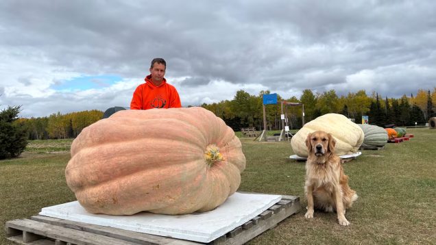 Dyniowy gigant zdyskwalifikowany