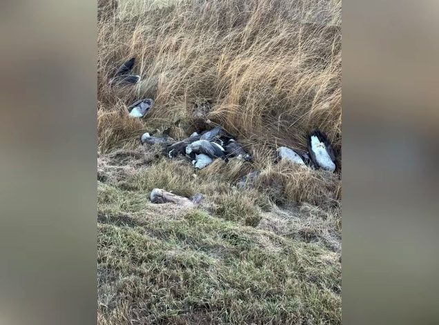 Martwe gęsi w przydrożnym rowie
