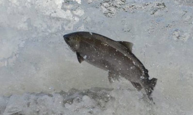 Gigantyczne łososie w rzekach Ontario! Jesienna wędrówka, która zachwyca mieszkańców GTA